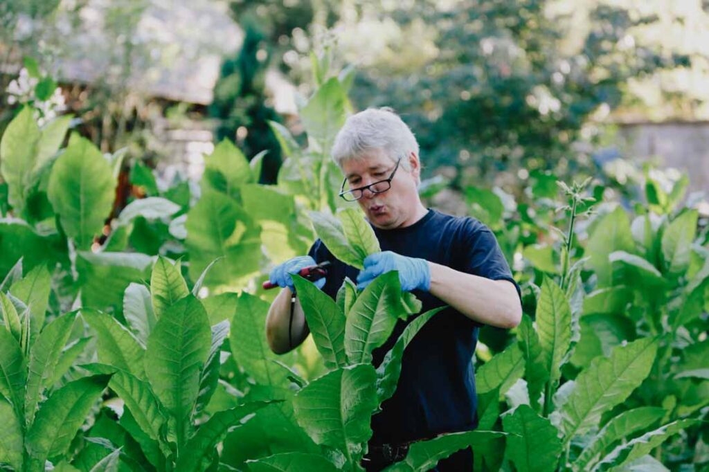 Michael Zerbst bei der Ernte von Tabakblättern